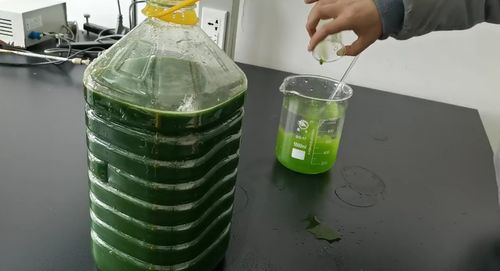 产品大全 >正文康源微藻是一家专业从事有益微生物研究与生产的高科技